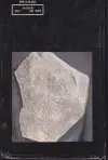 Kapesní atlas zkamenělin (malý formát)