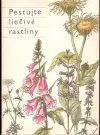 Pestujte liečivé rastliny