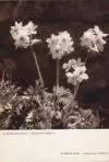 Kvety Tatier (veľký formát)