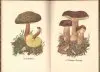 Das kleine Pilzbuch